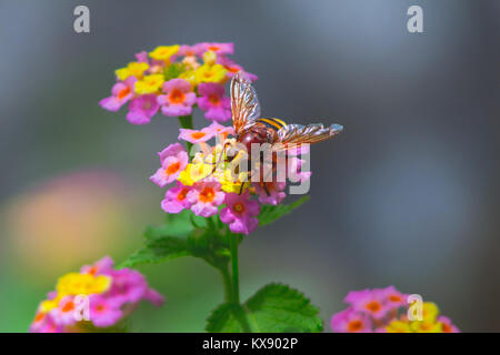 Volucella zonaria, Hornet Hoverfly Fütterung auf der Lantana Camera Flower Stockfoto