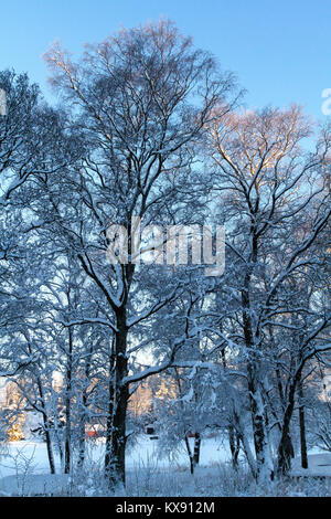 Verschneite Bäume an Nordaas See, Bergen, Norwegen Stockfoto