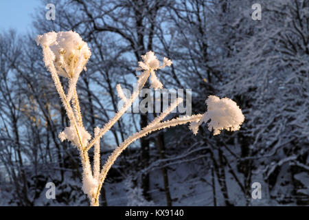 Verschneite Bäume an Nordaas See, Bergen, Norwegen Stockfoto