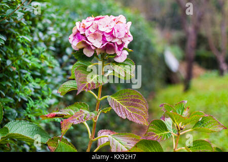 Light Pink Hydrangea Blume im Garten. Asturien, Spanien Stockfoto