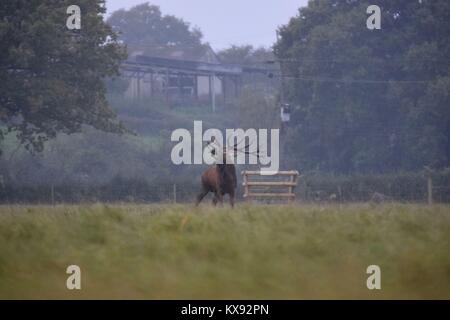 Red Deer stag Rauschen im strömenden Regen Stockfoto