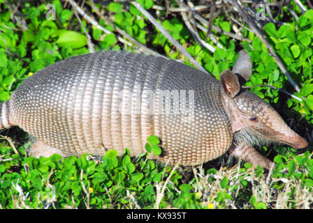 Nahaufnahme von einem schwer bestimmbaren Armadillo in Florida, USA Stockfoto