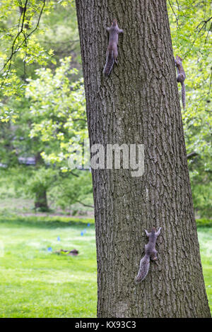 Eichhörnchen spielen auf einem Baum im Central Park, NY Stockfoto