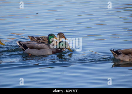 Stockente Stockfoto