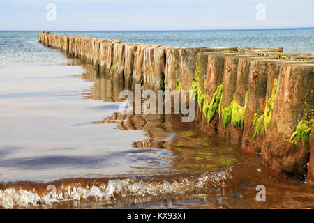 Verwitterte Holzpfähle mit Seegras in die Ostsee führenden Stockfoto