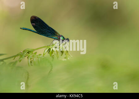 Schöne Demoiselle damselfly Männchen (Calopteryx Virgo) auf einem Farn im Wald thront. Goatenbridge, Tipperary, Irland. Stockfoto