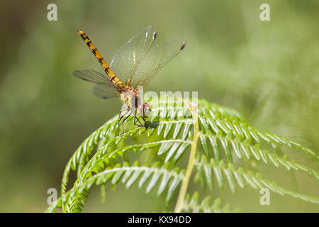 Gemeinsame Darter Dragonfly weiblich (Sympetrum striolatum) auf einem fern thront. Cahir, Tipperary, Irland. Stockfoto