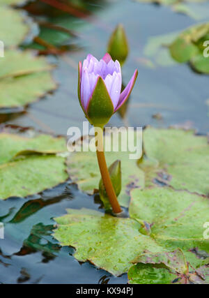 Lotus Flower im Lotus Teich wird oft als Symbol für Reinheit in vielen