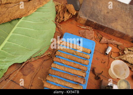 Zigarren Herstellung in Kuba - Zigarren Herstellung in Kuba Stockfoto