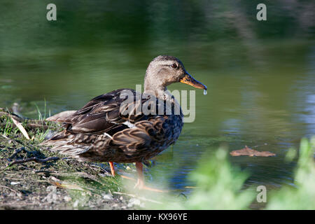 Stockente Trinkwasser aus Teich an Malden Park, Windsor Ontario Stockfoto
