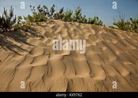 NC-01229-00... NORTH CAROLINA - Sanddünen mit Mustern von Füßen und Wind an Jockey's Ridge State Park auf die Outer Banks in NagsHead. Stockfoto