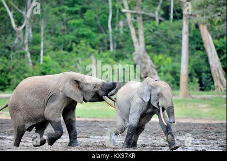 Die angreifenden Elefanten. Waldelefant (Loxodonta africana cyclotis), (Wald Wohnung Elefant) der Congo Basin. Dzanga Kochsalzlösung (a forest Clearing) Ce Stockfoto