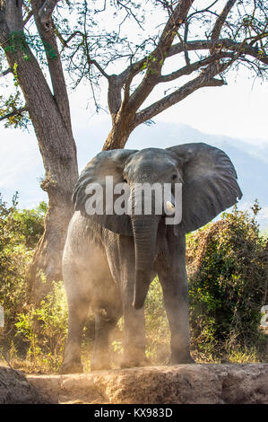 Die wütenden Afrikanischen Busch Elefant (Loxodonta africana) im Staub. Abendlicht Stockfoto