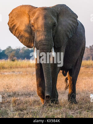 Die wütenden Afrikanischen Busch Elefant (Loxodonta africana) im Abendlicht Stockfoto