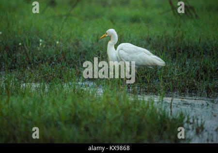 Eine weiße Reiher Vogel auf der Suche nach Fisch zu einem Reisfeld im frühen Morgen Stockfoto