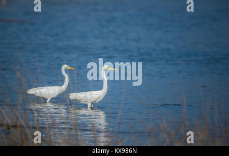 Paar weiße Reiher stehend in Blue Water Stockfoto
