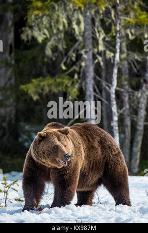 Close up Portrait von erwachsenen männlichen Braunbären auf einer schneebedeckten im Frühjahr Wald Sumpf. Eurasischer Braunbär (Ursus arctos arctos) Stockfoto