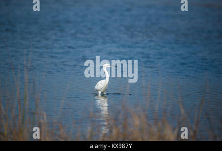 White Heron waten über dem blauen Fluss auf der Suche nach Fisch Stockfoto