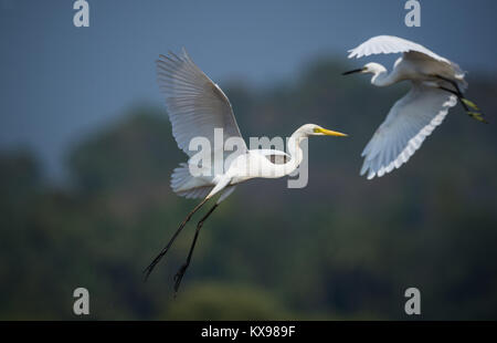 White Egret und ein Reiher schwebte in der Luft Stockfoto
