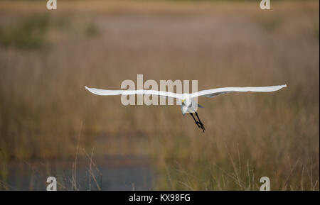 Silberreiher fliegen auf die Kamera Stockfoto