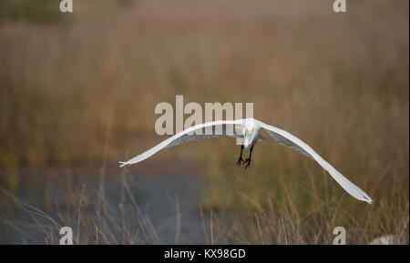 Ein Silberreiher Vogel in Richtung in Richtung Kamera fliegen Stockfoto