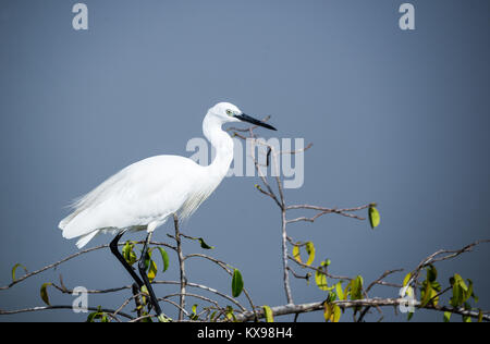 White Heron Vogel in einem Tree Top gegen den blauen Himmel Stockfoto