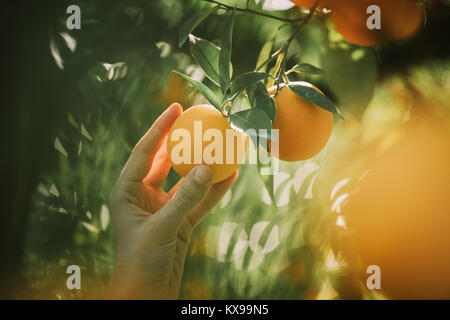 Frau hält orange tree Früchte grüne Blätter. Landwirtschaft Konzept. Stockfoto