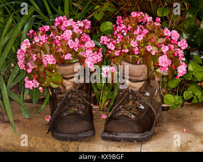 Rosa Blumen Bettwäsche Begonien in Paar von recyceltem Leder Stiefel wachsende Stockfoto