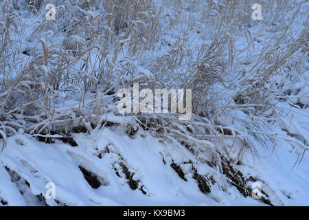 Küsten Gras unter Schnee An einem frostigen Wintermorgen Stockfoto