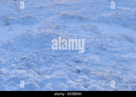 Swamp Grass in einem schneereichen Winter mit Spuren von Wildtieren im Schnee, in der Dämmerung Stockfoto