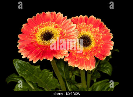 Atemberaubende doppel Vivid orange Blumen und dunkelgrüne Blätter von Gerbera, Lifestyle-Serie, die auf schwarzen Hintergrund Stockfoto