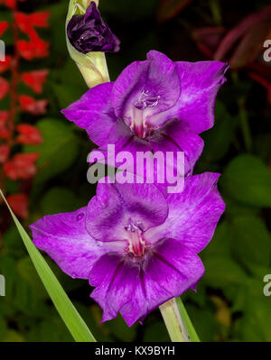 Atemberaubend lebendige tief violetten Blüten von gladiolen, eine blühende Glühbirne, gegen den Hintergrund der tiefen grünen Laub Stockfoto