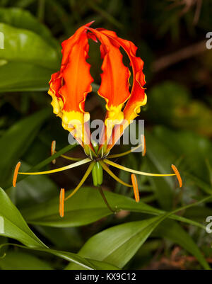 Schöne und Ungewöhnliche orange und gelbe Blume und grüne Blätter der gloriosa Lily, Gloriosa superba, eine kletternde Pflanze/australischen Unkrautarten Stockfoto