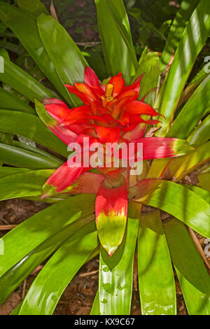 Leuchtend rote Blüte Hüllblätter und smaragdgrünen Blättern der Bromelie Guzmania, Arten Stockfoto