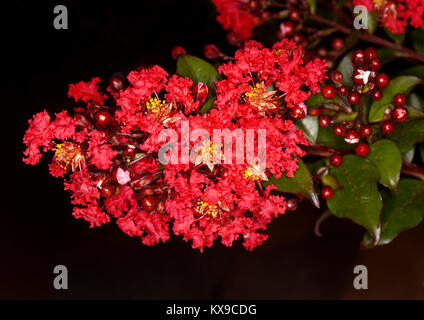 Cluster von leuchtend roten Blüten und dunkelgrüne Blätter von crepe Myrtle/Stolz von Indien. Fauriei x Lagerstroemia indica 'Coral Magic' auf dunklem Hintergrund Stockfoto