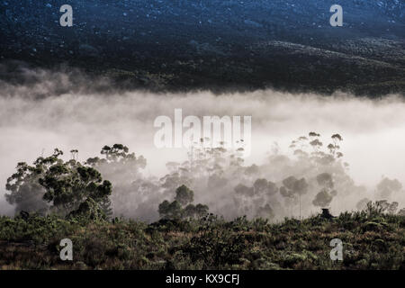 Am frühen Morgen Nebel rollt in die cederberg Mountains in der Nähe von Citrusdal, Western Cape, Südafrika Stockfoto