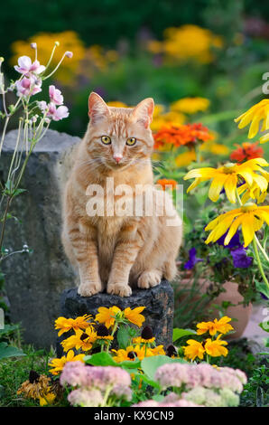 Eine Warnung rot gestromte Katze sitzt auf einem Felsen inmitten gelbe Blumen in eine bunte Blumen Country Garden, Deutschland Stockfoto