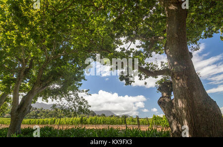 Die Groot Constantia Weingut in der Nähe von Kapstadt, Südafrika Stockfoto