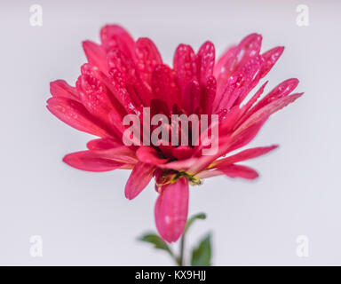 Rosa Chrysantheme mit Wassertropfen auf weißem Hintergrund, in der Nähe Stockfoto