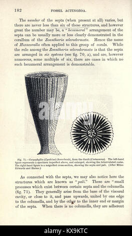 Seite 182 aus einem paläontologischen Handbuch mit Fossilienbildern, Beschreibungen und taxonomischer Klassifizierung für Forschung und akademische Referenz. Stockfoto