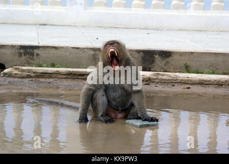 Wilde Affen im Tempel, Hua Hin, Thailand Stockfoto