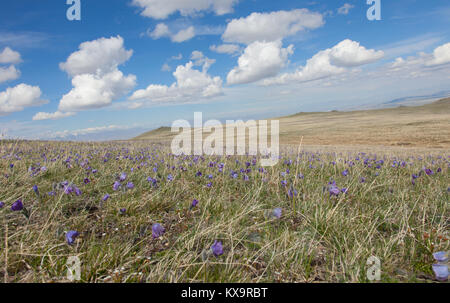 Knospen Pulsatilla Grandis auf der Wiese Stockfoto