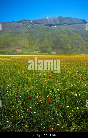 Blüte in Castelluccio Di Norcia mit Vettore Berg im Hintergrund, Pian Grande, Sibillini Mountains National Park, Umbrien, Italien Stockfoto