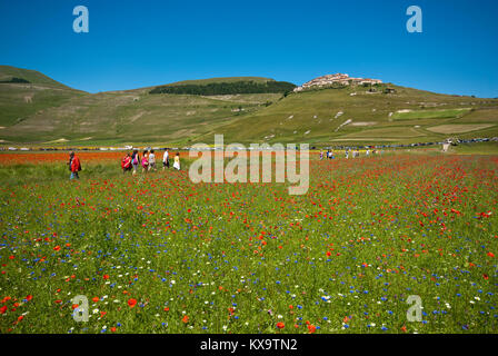 Blüte in Castelluccio Di Norcia, Pian Grande, Sibillini Mountains National Park, Umbrien, Italien Stockfoto