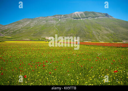 Blüte in Castelluccio Di Norcia mit Vettore Berg im Hintergrund, Pian Grande, Sibillini Mountains National Park, Umbrien, Italien Stockfoto