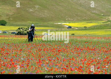 Natur Fotograf im blühenden Feld bei Castelluccio Di Norcia, Pian Grande, Sibillini Mountains National Park, Umbrien, Italien Stockfoto