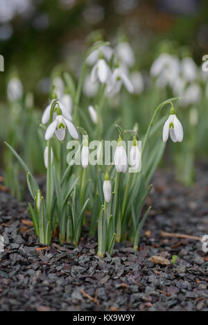 Gattung Phlox sind Zwerg bauchigen Stauden mit linearen oder Strap-geformte Blätter, und einsame, oft Honig duftende, nickenden Blüten mit 3 weißen äußeren Stockfoto