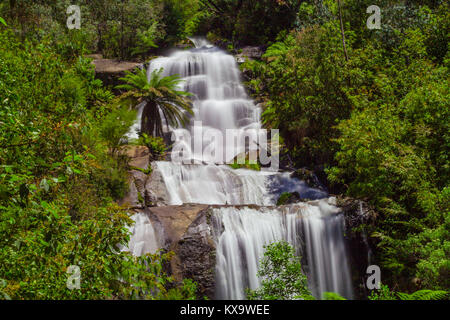 Schöne schwächer fällt in einheimische australische Wald. Kiewa Tal, Victoria, Australien Stockfoto