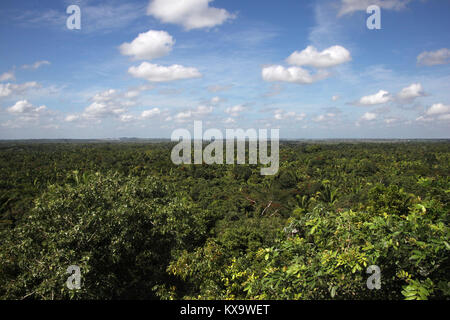 Die schöne Landschaft von Belize in den Dschungel zu den Horizont auf der Suche nach einem Kraut- und Knollenfäule blauer Himmel, Mittelamerika. Stockfoto