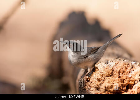 Sylvia melanocephala Stockfoto